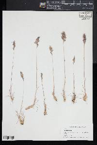 Poa bulbosa image