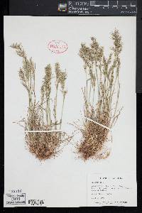 Poa bulbosa image