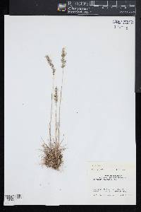 Poa bulbosa image