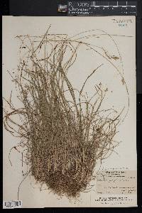 Poa cuspidata image