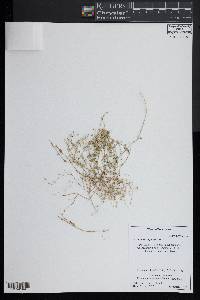 Arenaria serpyllifolia image