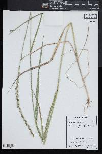 Lolium perenne subsp. multiflorum image
