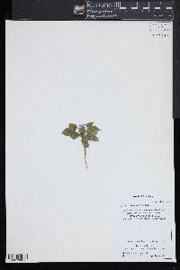 Ipomoea hederacea image