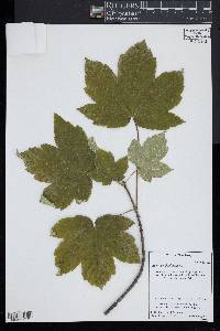 Acer pseudoplatanus image