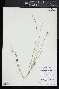 Petrorhagia prolifera image