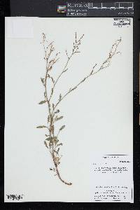 Rumex acetosa image