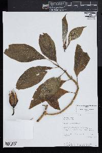 Symbolanthus incaicus image