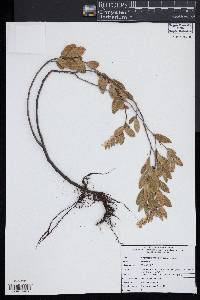 Chamaedaphne calyculata image