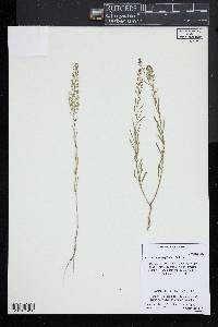 Lepidium densiflorum image