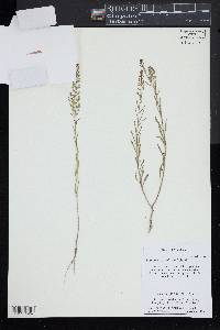 Lepidium densiflorum image