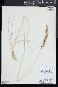 Calamagrostis epigeios image