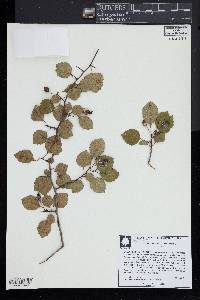 Crataegus uniflora image