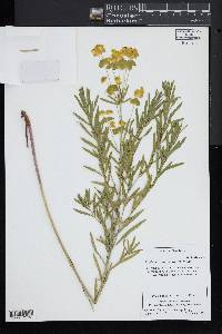 Euphorbia virgata image