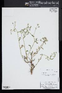 Senecio vulgaris image