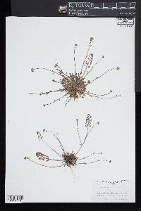 Teesdalia nudicaulis image