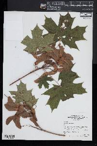 Acer platanoides image