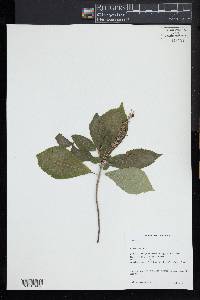 Clethra alnifolia image