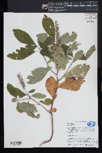 Clethra alnifolia image