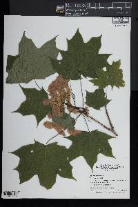Acer platanoides image