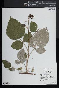 Rubus phoenicolasius image