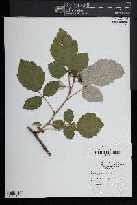 Rubus phoenicolasius image