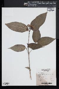 Viburnum setigerum image