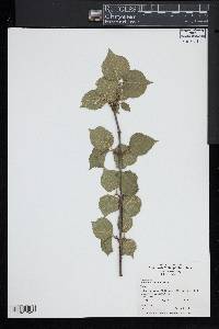 Viburnum dilatatum image