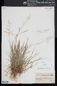 Poa nemoralis image