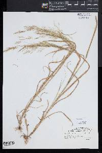 Poa nemoralis image