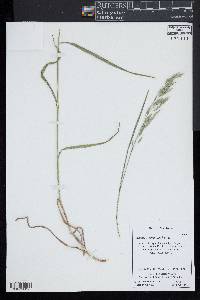 Bromus commutatus image