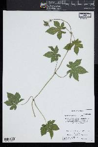 Humulus scandens image