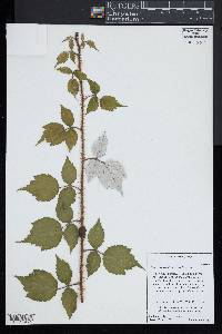 Rubus phoenicolasius image