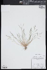 Eragrostis pilosa image