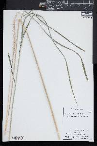 Miscanthus sinensis image