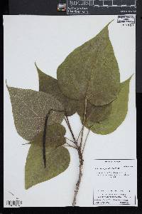 Catalpa bignonioides image