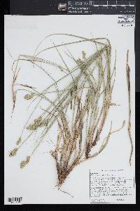 Carex cumulata image