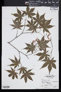 Acer palmatum image