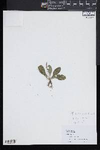 Plantago rugelii image