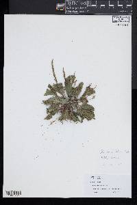 Plantago rugelii image