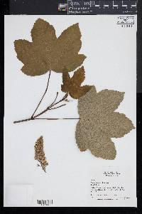 Acer pseudoplatanus image