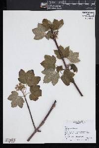 Acer pseudoplatanus image