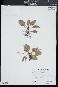 Plantago major image