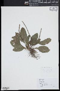 Plantago rugelii image