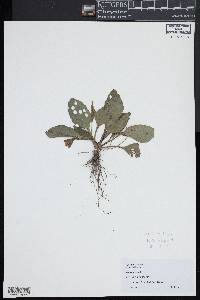 Plantago rugelii image