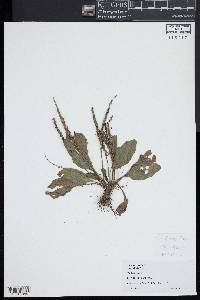 Plantago rugelii image