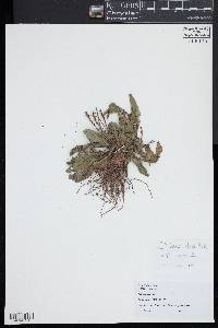 Plantago rugelii image