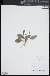 Plantago rugelii image
