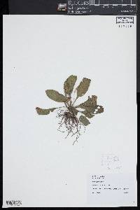 Plantago rugelii image