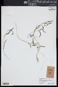 Microstegium vimineum image