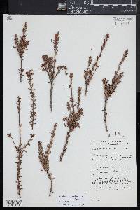 Acrothamnus suaveolens image